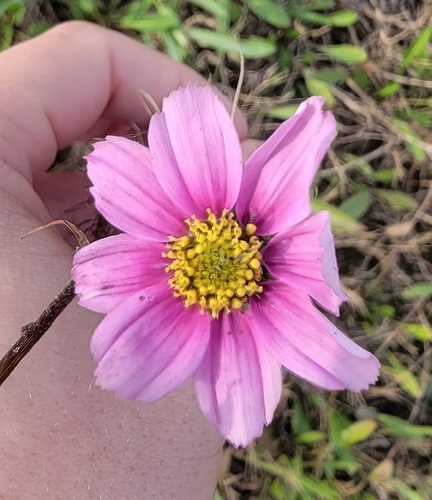 garden cosmos