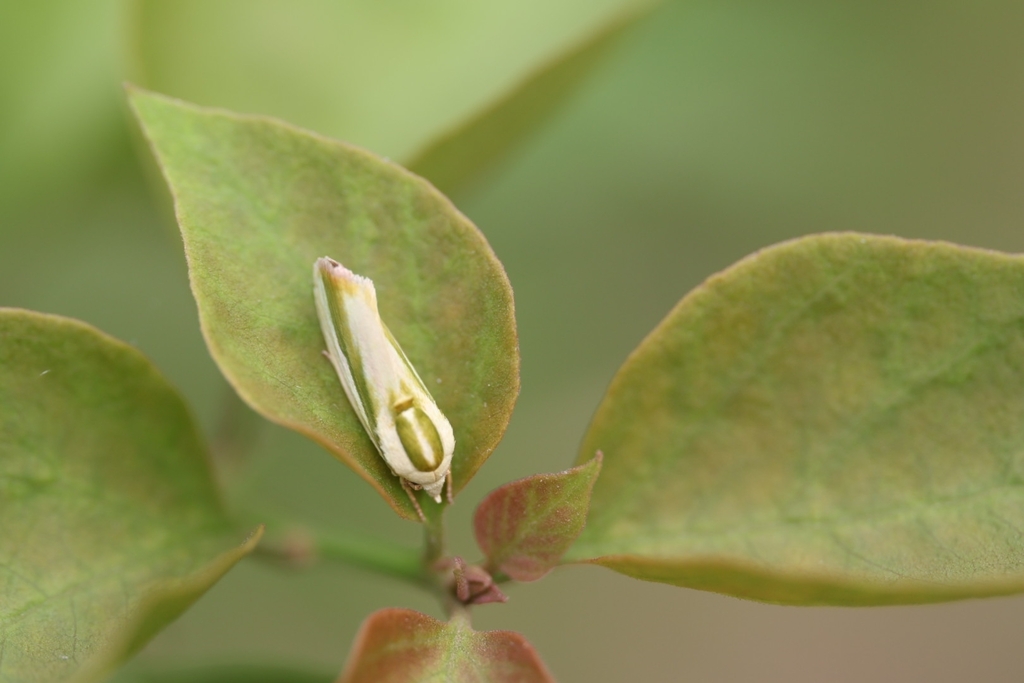 Earias vittella (Earias vittella)
