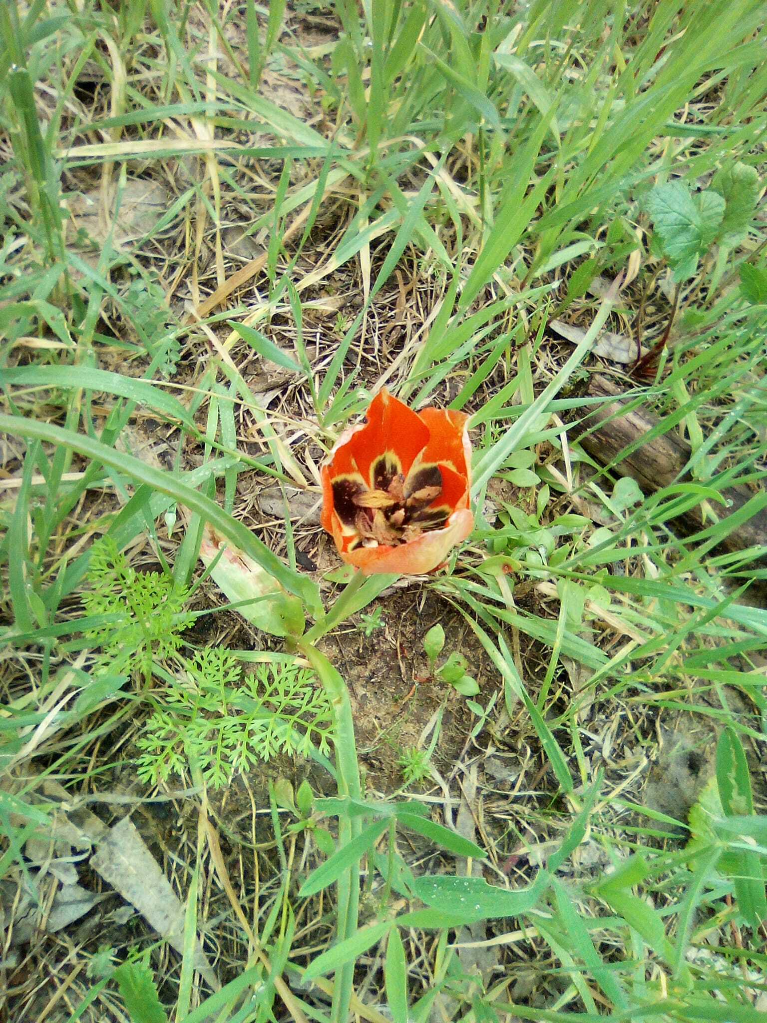 Imagem de Tulipa