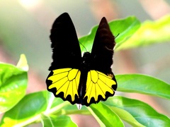 Troides helena cerberus