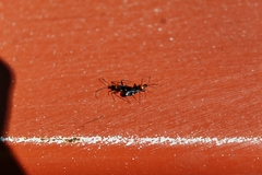 Pseudoxenetus regalis