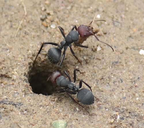 Camponotus opaciventrisCamponotus opaciventris