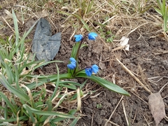 Scilla siberica