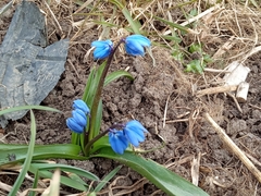 Scilla siberica