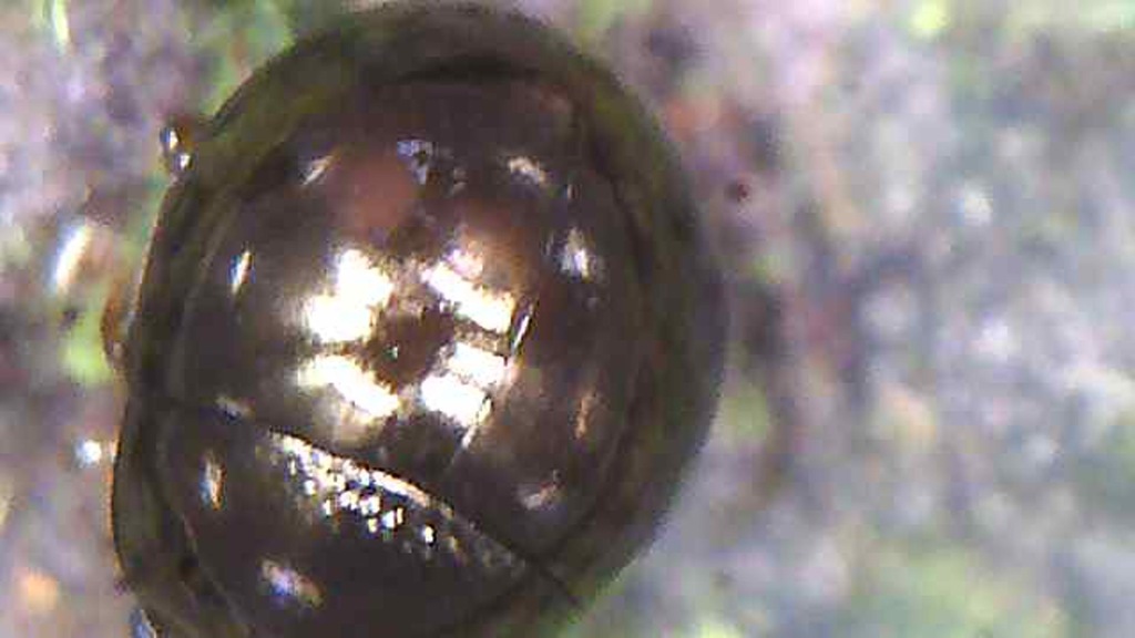 Aphilon enigma