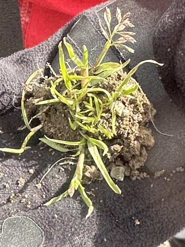 Poa annua iNat (1)