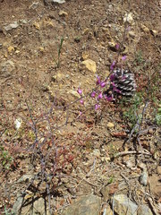 Streptanthus glandulosus glandulosus