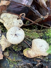 Apioperdon pyriforme image