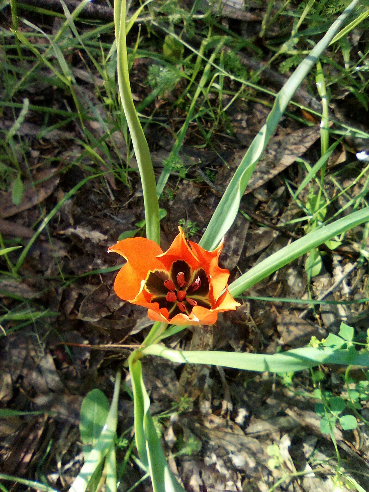 Imagem de Tulipa