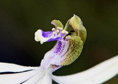 Praecoxanthus aphyllus