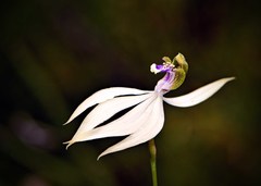 Praecoxanthus aphyllus