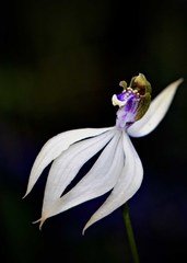 Praecoxanthus aphyllus