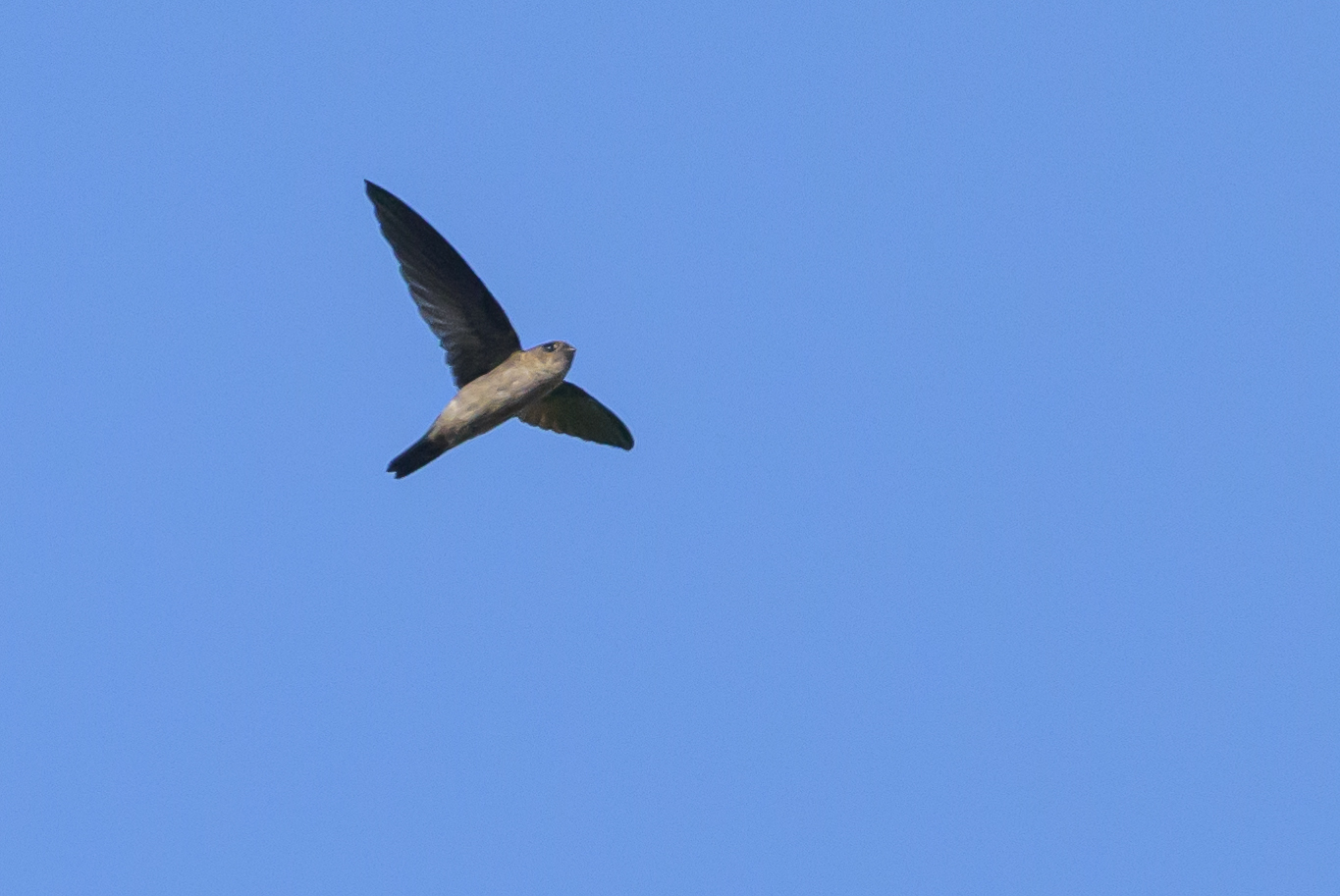 Edible-nest Swiftlet