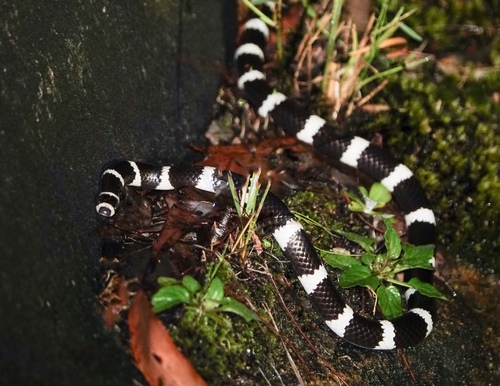 Eastern Bandy Bandy sighting