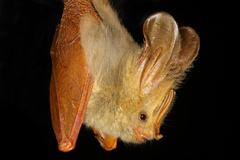 Yellow-Winged Bat photo 5