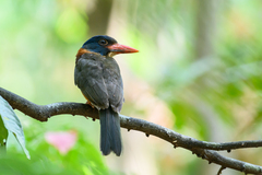 Green-Backed Kingfisher photo 4
