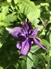 Aquilegia vulgaris