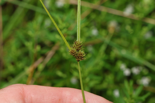 Image of Carex inversa by (c) Greg Tasney, some rights reserved (CC BY-SA)