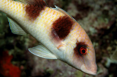 Doublebar Goatfish photo 3