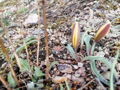 Tulipa uniflora