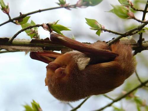 Eastern Red Bat photographed in Pennsylvania