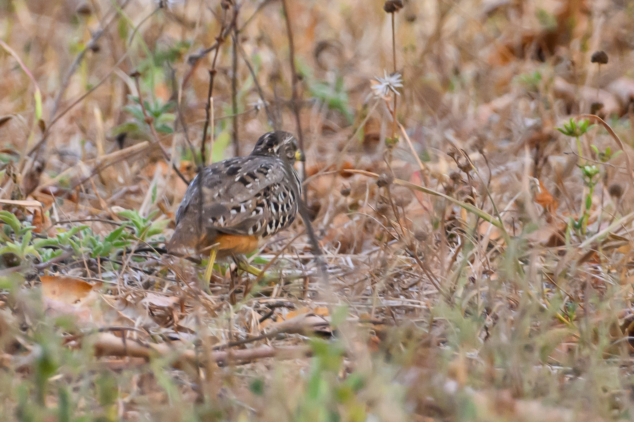Barred Buttonquail