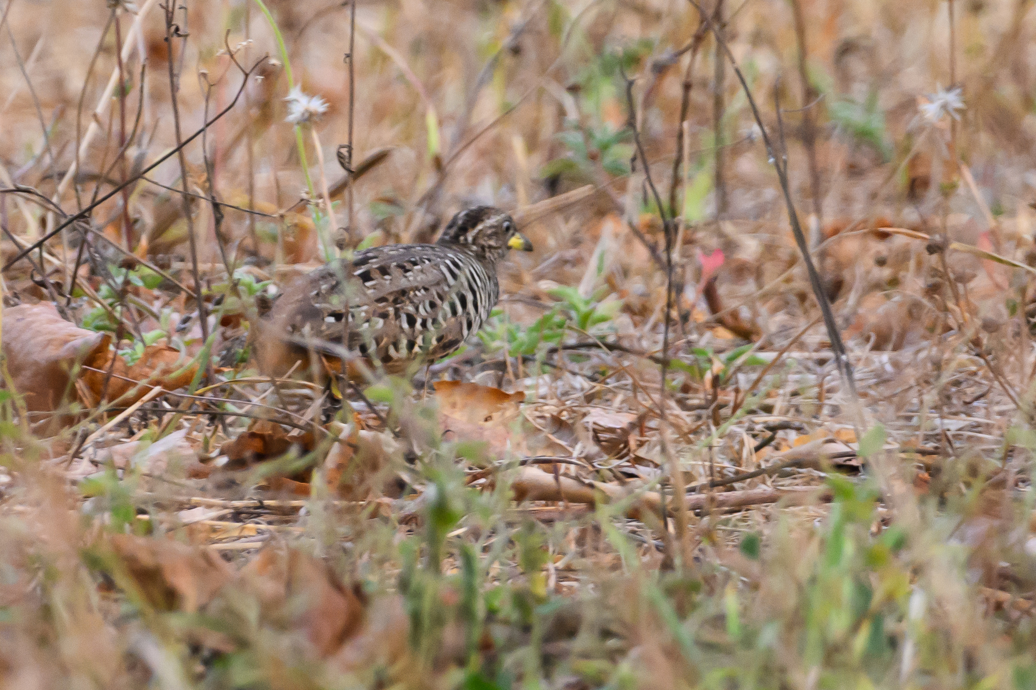 Barred Buttonquail