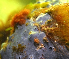 Vulsella