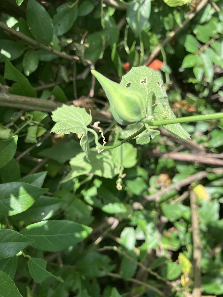 Kedrostis limpompensis, Kruger National Park, Musina, LP, ZA