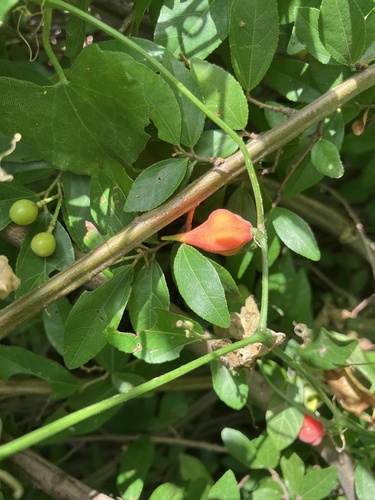 Kedrostis limpompensis