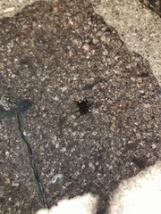 Trichopoda pictipennis