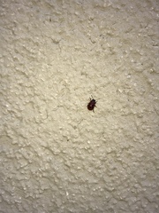 Gonioctena fornicata
