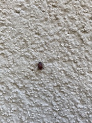 Gonioctena fornicata