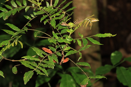 Pterophylla fraxinea observed 2024-01-13