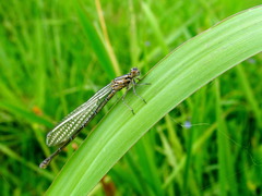 Coenagrion