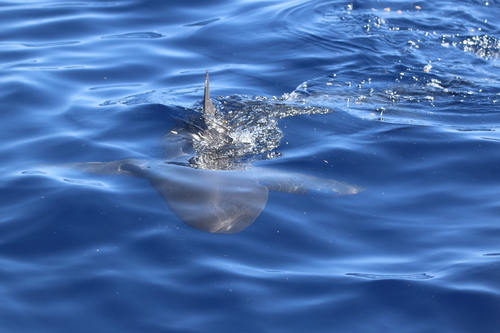 Carcharhiniformes