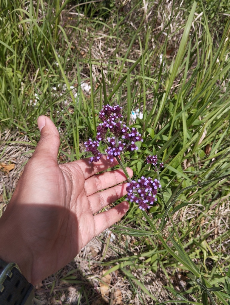 Brazilian Vervain (Verbena brasiliensis)