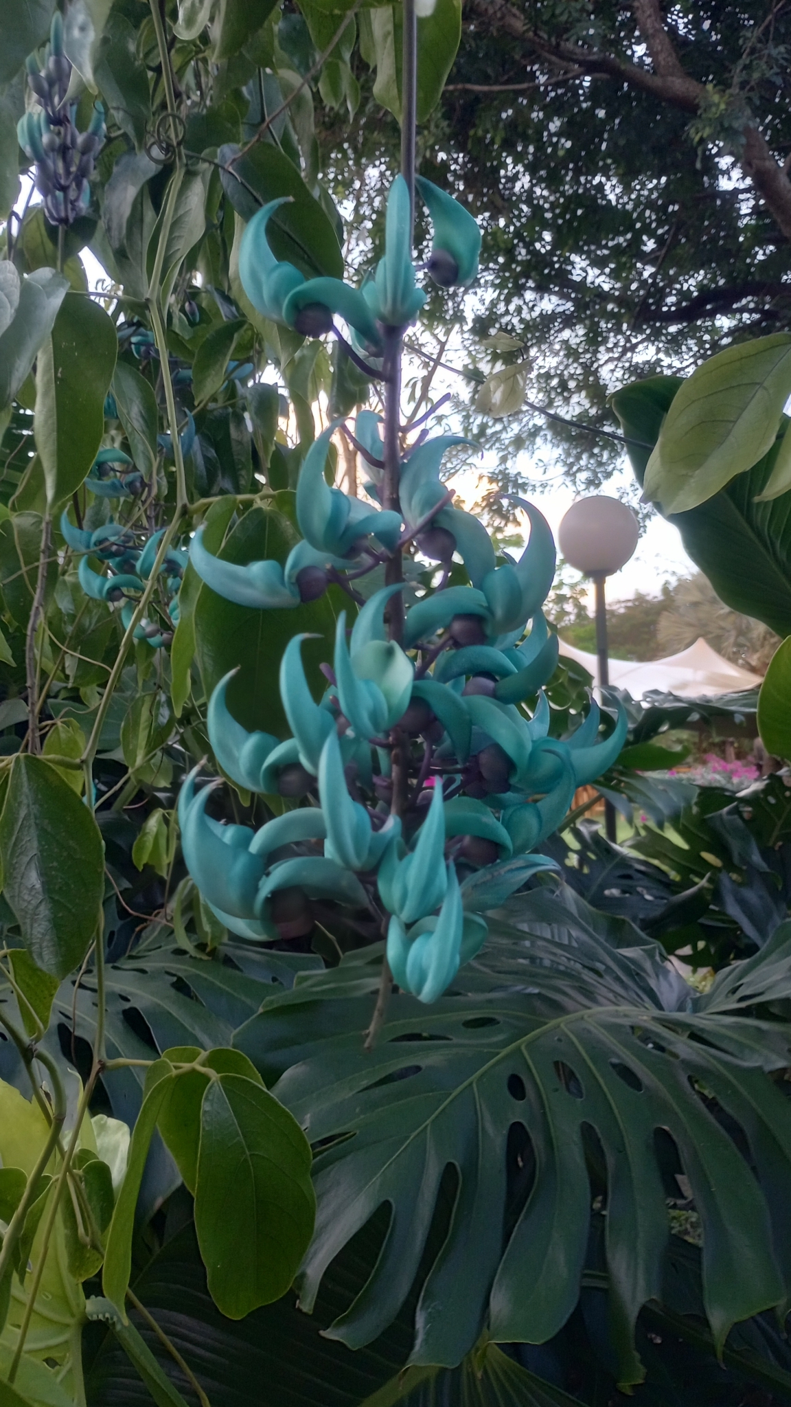 Imagem de Jade-vine