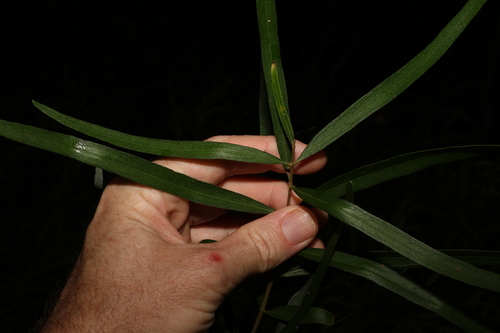 Image of Notelaea microcarpa by (c) Greg Tasney, some rights reserved (CC BY-SA)