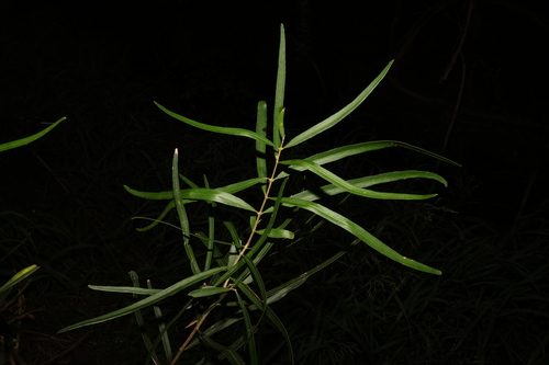 Image of Notelaea microcarpa by (c) Greg Tasney, some rights reserved (CC BY-SA)