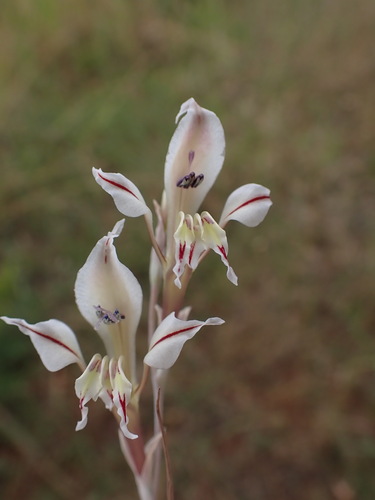 Sekukuniland Pypie (Gladiolus sekukuniensis)