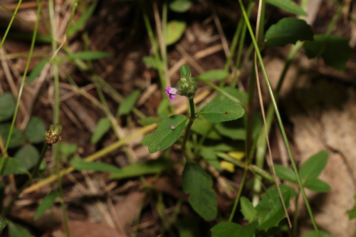 Image of Rostellularia obtusa by (c) Greg Tasney, some rights reserved (CC BY-SA)