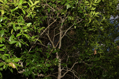 Image of Denhamia bilocularis by (c) Greg Tasney, some rights reserved (CC BY-SA)