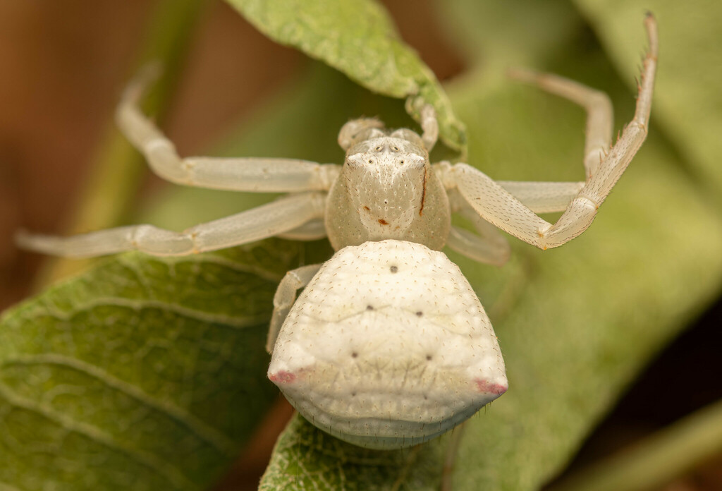 Thomisus schultzei