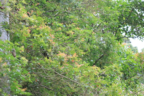 Pterophylla fraxinea observed 2024-01-13