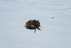Curculionidae
