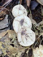 Apioperdon pyriforme image