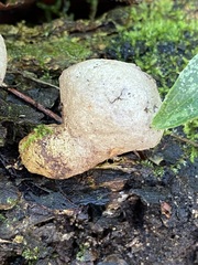 Apioperdon pyriforme image