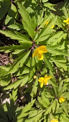 Anemonoides ranunculoides