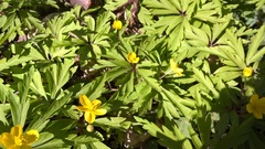Anemonoides ranunculoides
